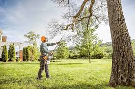 How Our Tree Care Process Works  in Anderson, SC